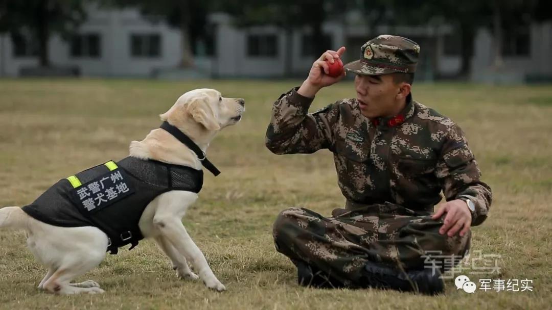 狗年来啦看看军犬们不一样的新春特辑