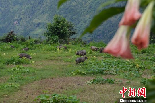 图为怒江州生态放养的高黎贡山猪.缪超 摄