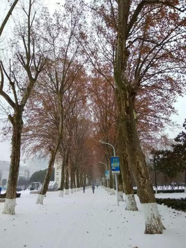 初雪来得猝不及防,这里的雪景惊艳了时光!