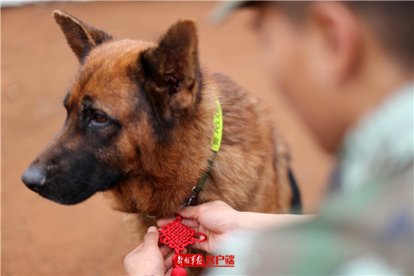 2018年2月9日,訓犬員關子翰將提前準備好的中國結綁在警犬