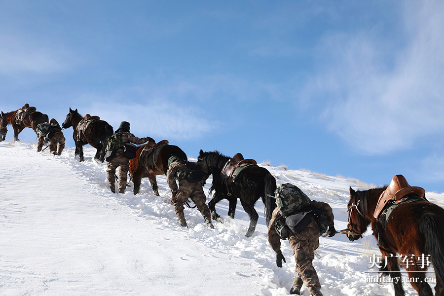 雪山巡逻犬图片