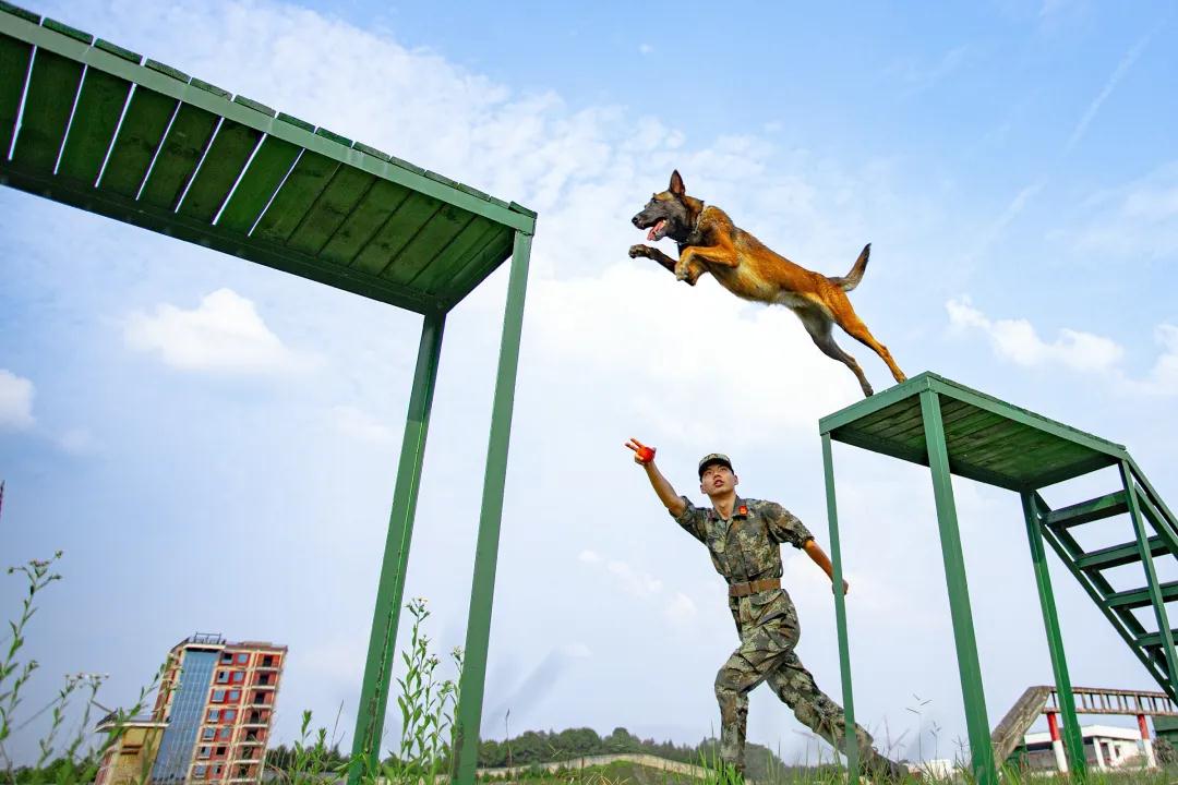 錘鍊軍犬服從能力和技戰素質 下面,我們就一起跟隨鏡頭 看看訓練中的