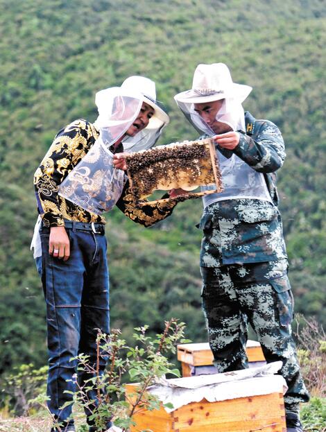 武警四川總隊定點幫扶,大涼山裡梭梭拉打村民摘